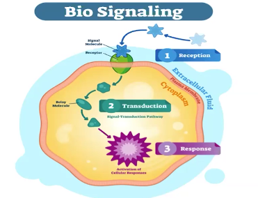 <p>Signal Transduction Pathway </p>