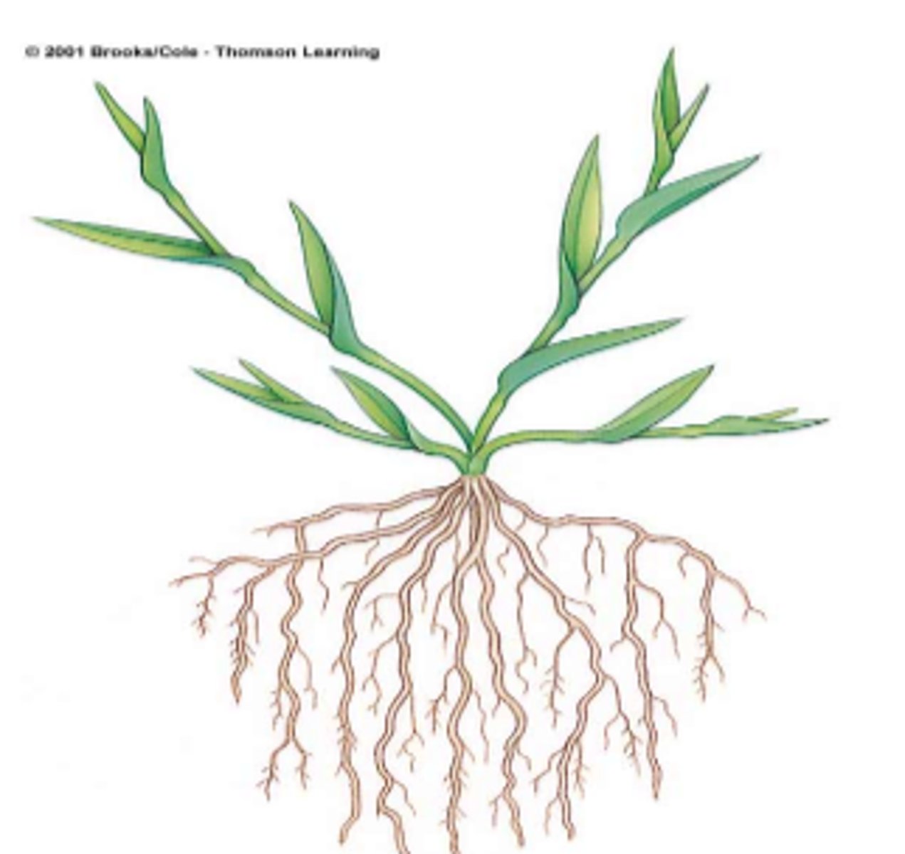 <p>"Fibrous Roots"</p>