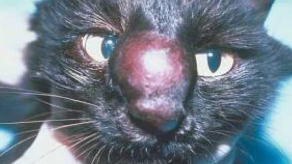 <ul><li><p>Cryptococcus <u>neoformans</u> and <u>gatti</u> (2 causes)</p></li><li><p>Many species susceptible, <u>most common in cats</u></p></li><li><p>Lesions</p><ul><li><p>Granulomatous rhinitis</p></li><li><p>Nasal dermatitis</p></li><li><p>Granumolatous pneumonia</p></li></ul></li><li><p>Test</p><ul><li><p>Cytology/biopsy</p></li></ul></li></ul><p></p><p>Squidward nose</p>