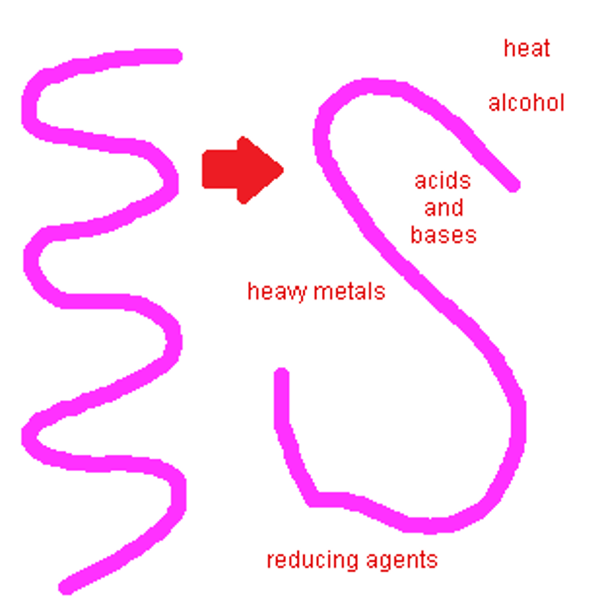 <p>process of protein structure being disrupted and unfolding; renders protein nonfunctional</p>