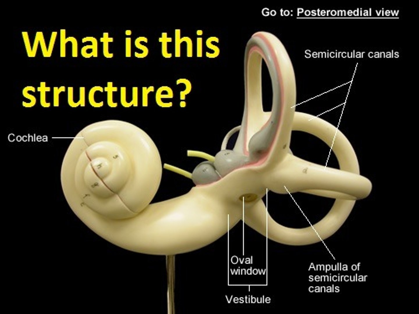 <p>intercommunicating bony cavities located in the inner ear filled with perilymph</p>