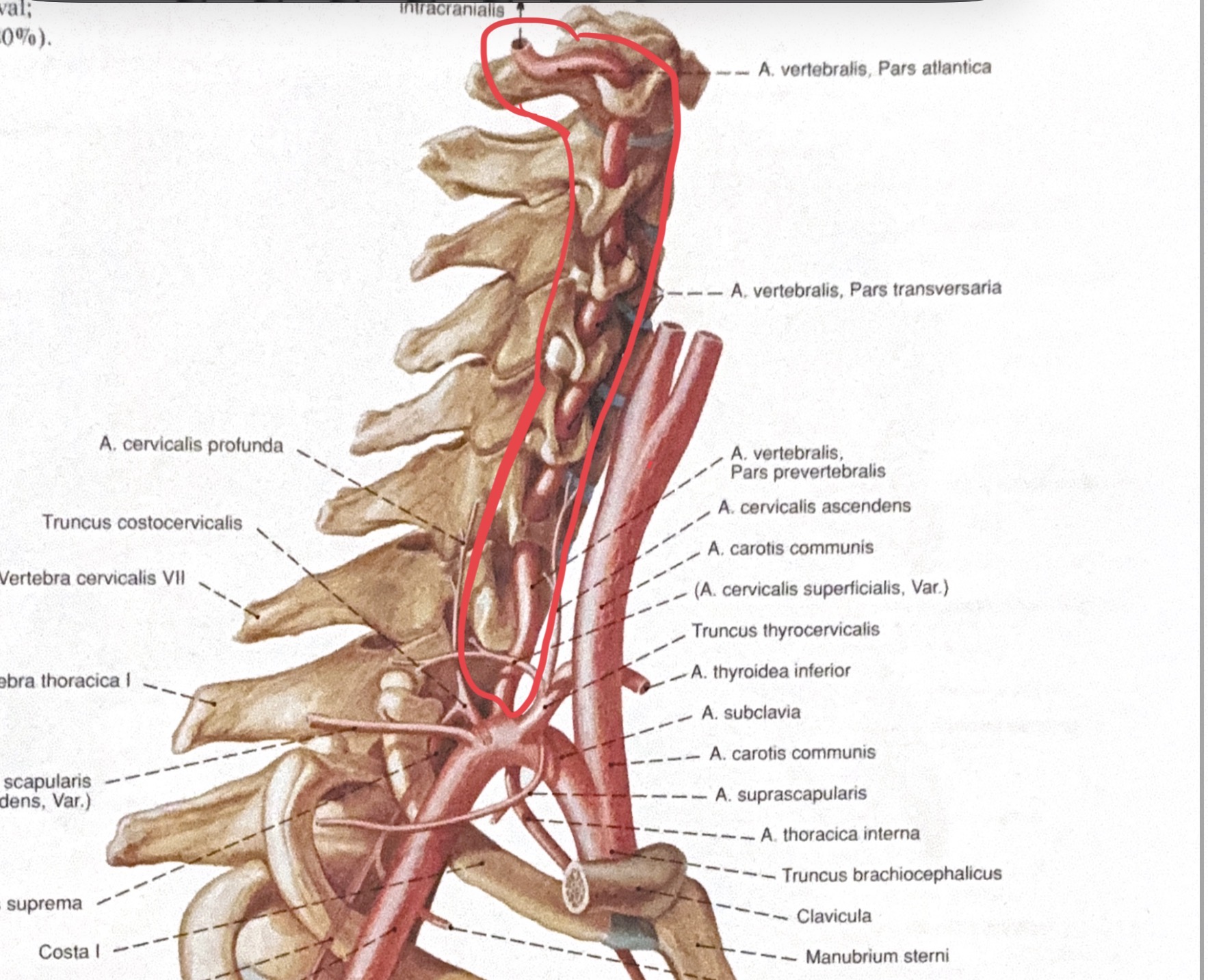 <p>a.vertebralis dextra / sinistra</p>
