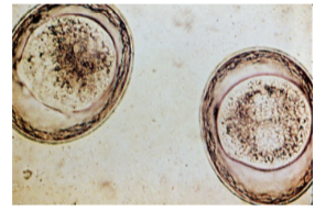 <p>Host→ Dogs and cats</p><p><span style="background-color: transparent;"><span>Life cycle→ These parasites do not migrate through the body in the way that, e.g., T. canis does. In addition, no prenatal or transmammary infection is seen.</span></span></p><ul><li><p><span style="background-color: transparent;"><span>Dogs are more commonly infected by ingestion of eggs with infective L2 larvae.&nbsp;</span></span></p></li><li><p><span style="background-color: transparent;"><span>Cats are most commonly infected by ingestion of paratenic hosts,usually rodents.&nbsp;</span></span></p></li></ul><ul><li><p><span style="background-color: transparent;"><span>Subsequent development of T. leonina larvae to adults takes place in the intestines without a migratory phase.</span></span></p></li></ul><p>Pathogenesis and clinical signs→ Heavy infection can cause diarrhea, dehydration, poor health, rarely death </p><p>Diagnosis→ Found in fecal exam. Has a thick, smooth outer shell. </p><p></p>