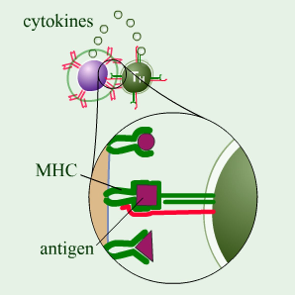 <p>an antigen that will stimulate the formation of antibodies only with the assistance of T helper cells</p>