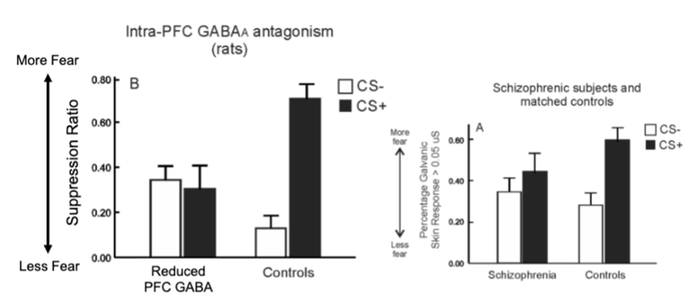 <p>discriminative fear conditioning with rats - pairing a tone with a foot shock, pairing ANOTHER tone with no consequence</p><ul><li><p>neutral tone = rats displaying little/no fear (continue to press lever)</p></li><li><p>shock-associated tone = fear response (stop behaviour</p></li></ul><p>after reducing PFC GABA</p><ul><li><p>decreased fear to shock tone and increased fear to no shock tone</p></li><li><p>people with schizophrenia show similar fear responses</p></li><li><p>dysfunctional PFC GABA may also contribute to positive symptoms</p></li></ul><p></p>
