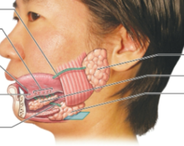 <p>Located inferior to the zygomatic arch. Produce<strong><em> serous secretion</em></strong> containing salivary amylase, <strong><em>an enzyme that break down starches. A blockage of the ducts would interfere with carbohydrate digestion in the mouth</em></strong></p>