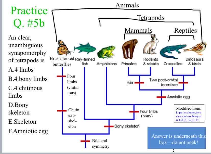 <p>Practice Question (Shared Traits) - An clear, unambiguous synapomorphy of tetrapods is</p>