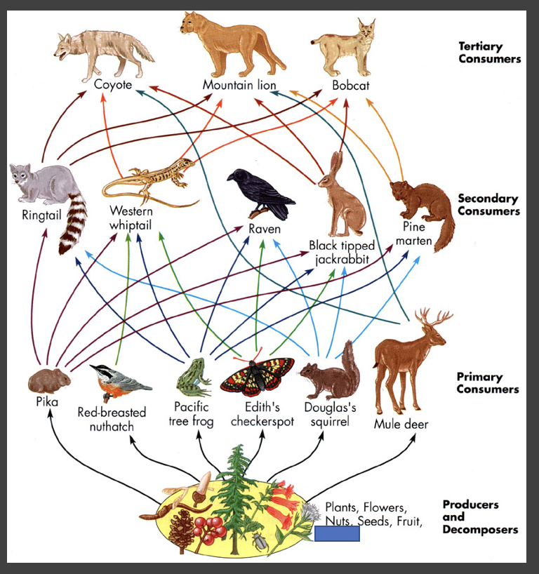 <p>why are food webs a more realistic representation of the food chain?</p>