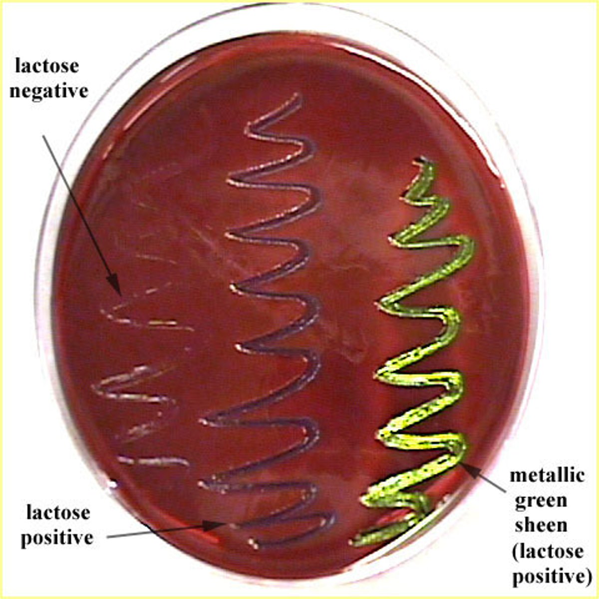 <p>Gram-negatives; strong lactose fermenters = green sheen</p>