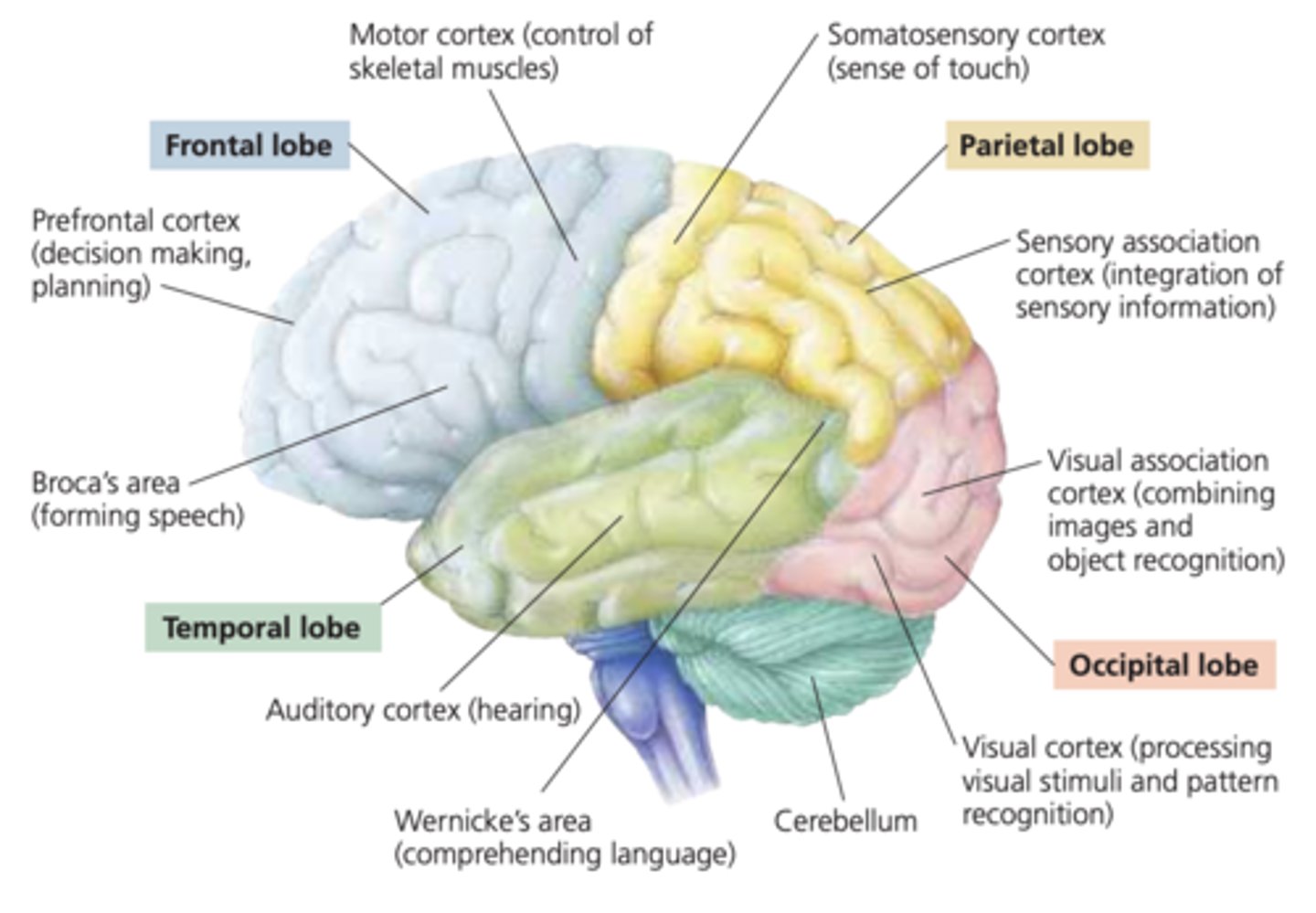 <p>a. prefrontal cortex - decision making &amp; planning</p><p>b. motor cortex - control of skeletal muscles</p>