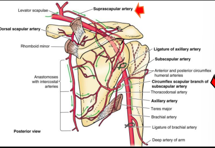 <p>Suprascapular artery and circumflex scapular artery</p>