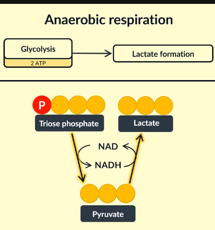 <p>triose phosphate is converted to pyruvate </p>