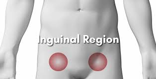 <p>Groin region.</p>