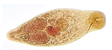 <p>This is the smallest fluke at less than 1 mm in length that is also known as the “salmon-poisoning fluke” of dogs in the Pacific Northwest.</p>