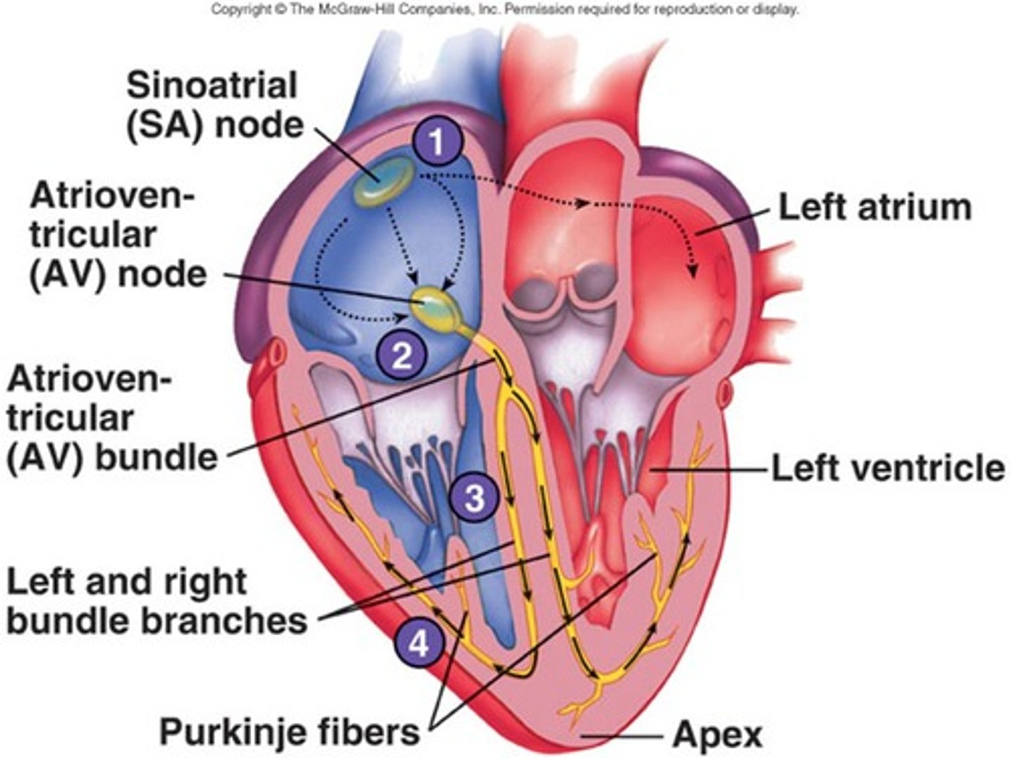 <p>sinoatrial node</p><p>atrioventricular node</p><p>AV bundles</p><p>Left and right bundle branches</p><p>purkinje (plexus) fibers</p>