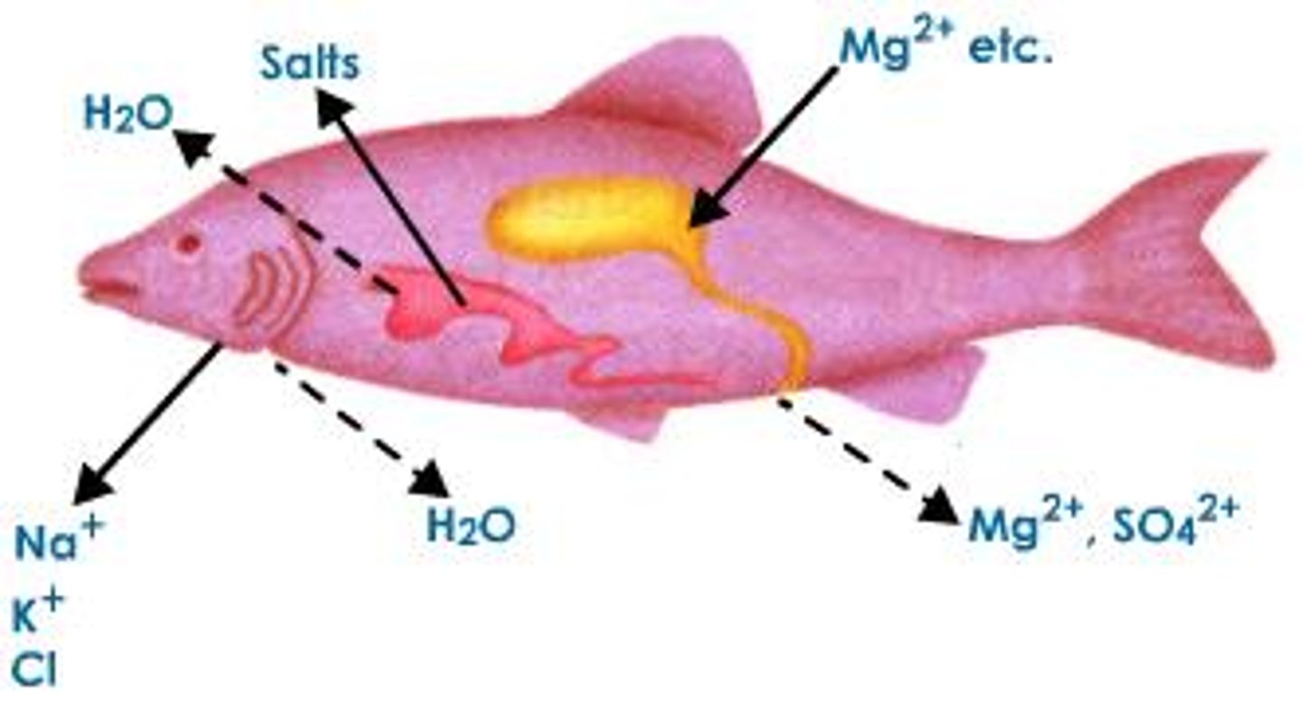 <p>regulation of solute concentrations and water balance by a cell or organism</p>