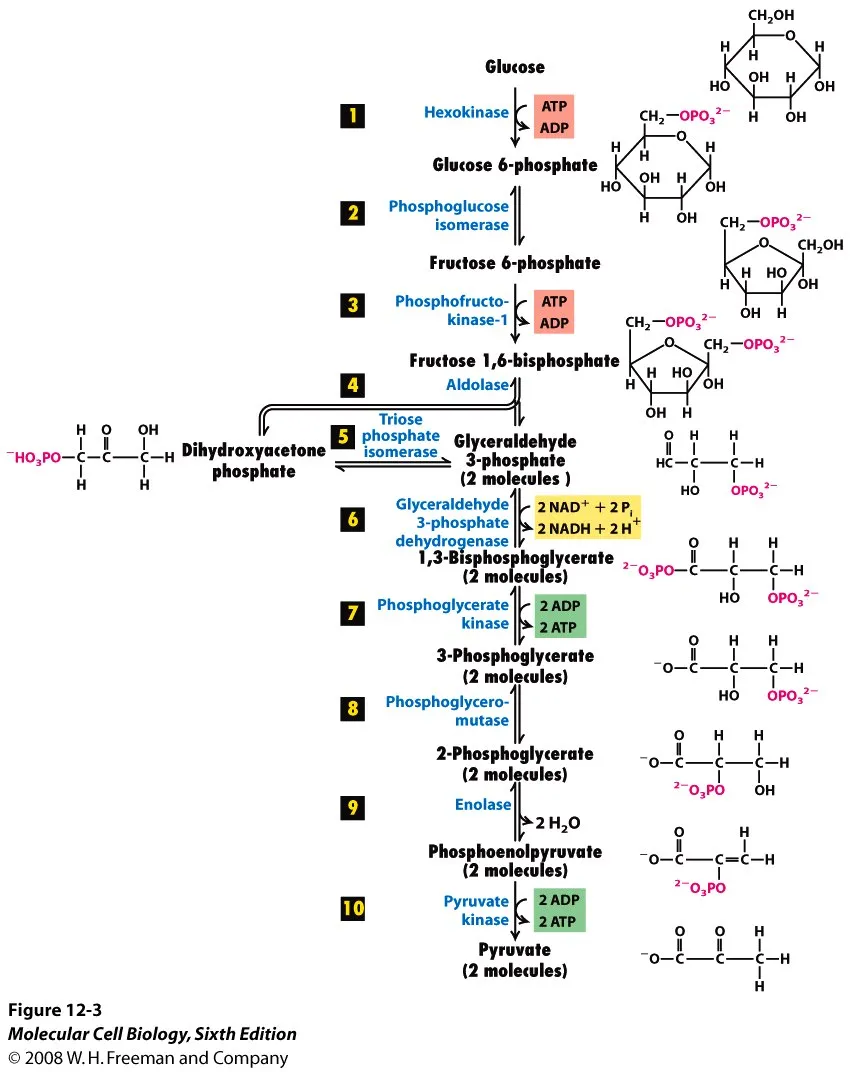 <p>the first step in the breakdown of glucose to extract energy for cellular metabolism. Glycolysis consists of an energy-requiring phase followed by an energy-releasing phase</p>