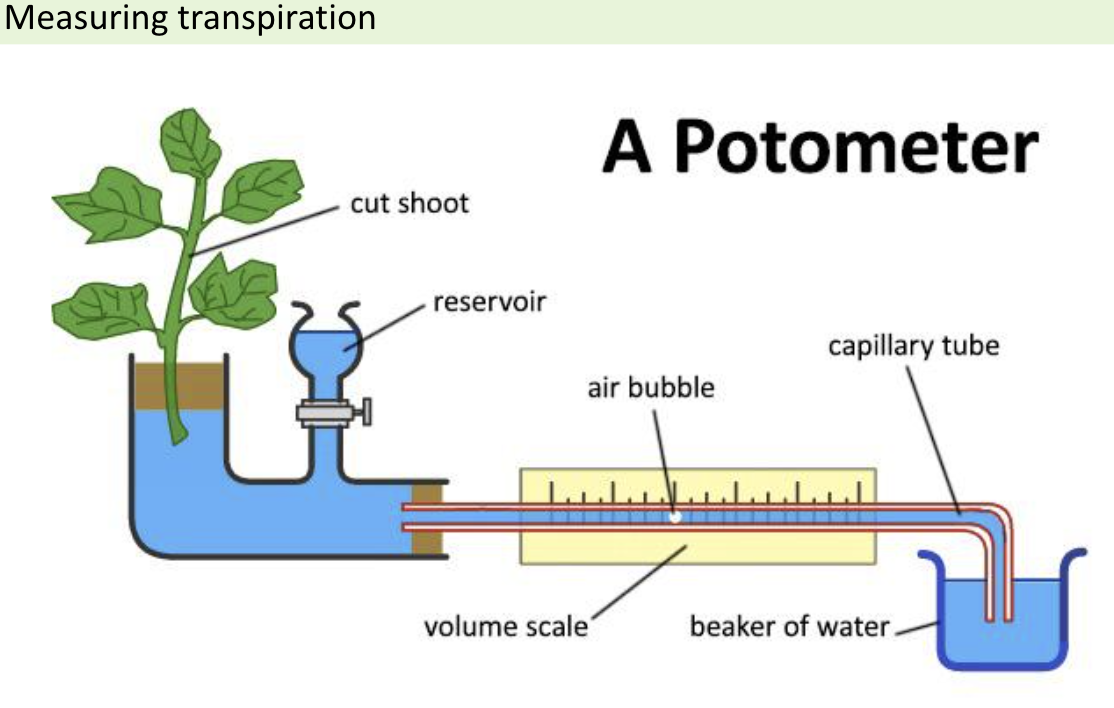 <p>Potometer</p>