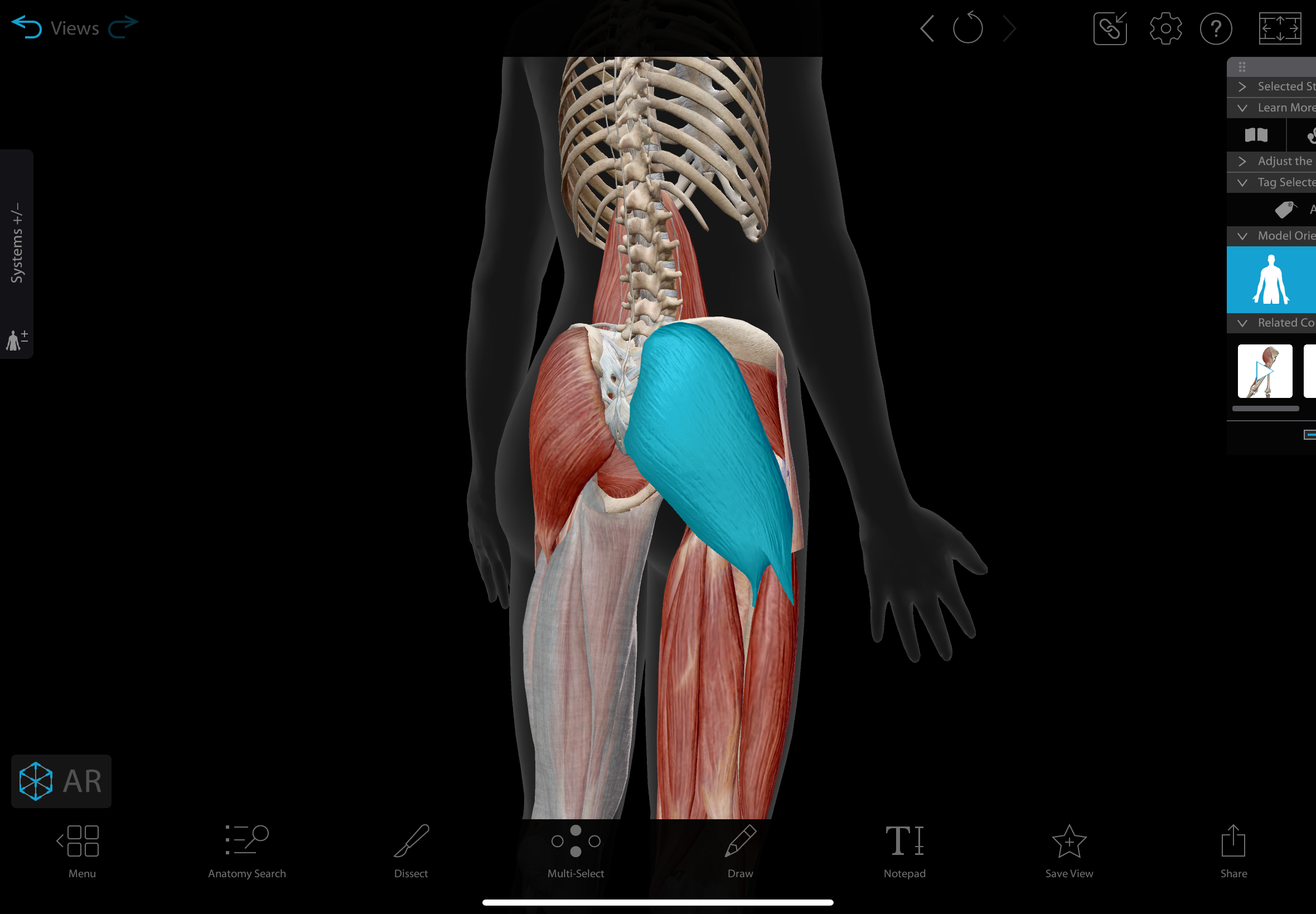 <p>the largest muscle in the gluteal region </p><p></p><p>actions: extends, laterally rotates, & abducts the hip</p><p>insertion: iliotibial tract (gerdy’s tubercle), gluteal tuberosity of femur </p><p>innervation: inferior gluteal nerve </p>