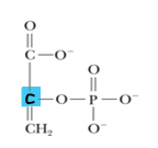 <p>2-Phosphoglycerate w/o the water</p>