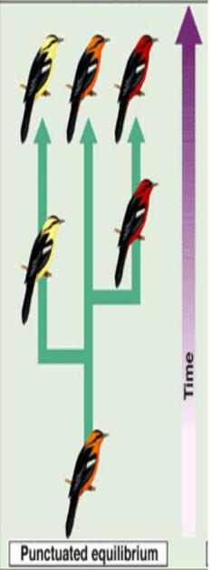 <p>attributes <u>most evolutionary changes</u> to relatively <strong>rapid spurts of change</strong> followed by long periods of little or no change.</p>