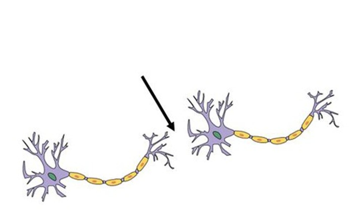 <p>A junction or gap between neurones where information in chemical form is transmitted from one neurone to the next</p>