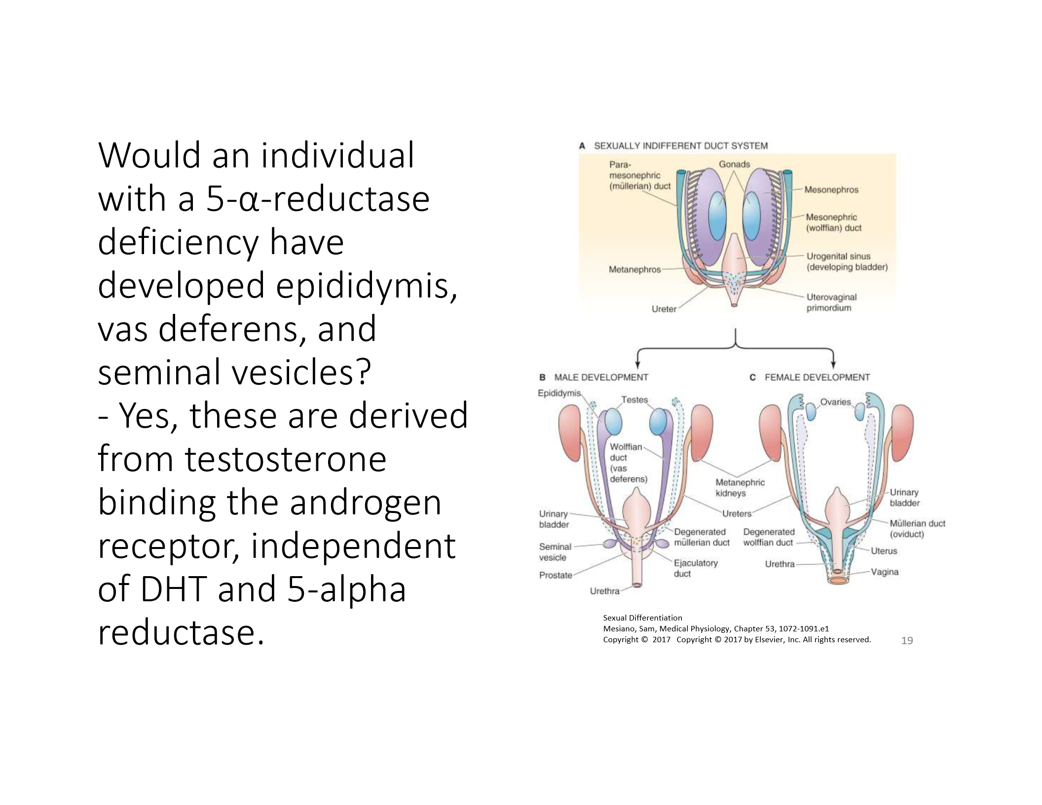 <p>Inability to convert testosterone to DHT → ambiguous or female external genitalia at birth, virilization at puberty.</p>
