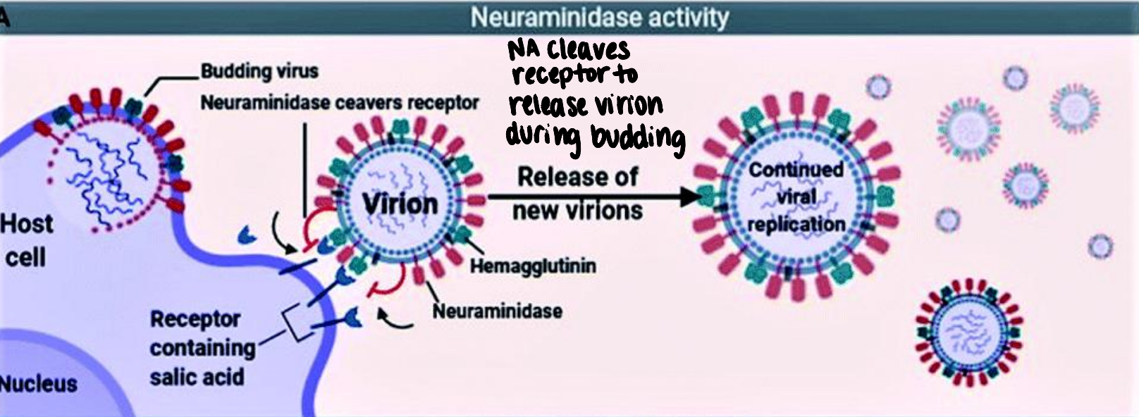 <p>during budding, new virions can bind to host cell surface receptors → NA cleaves receptors to release virion → continued infection and replication</p>