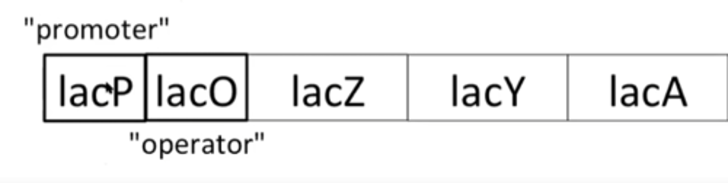 <p>sometimes they were constitutive (O^c)</p><p>sometimes they genes following were permanently turned off</p>