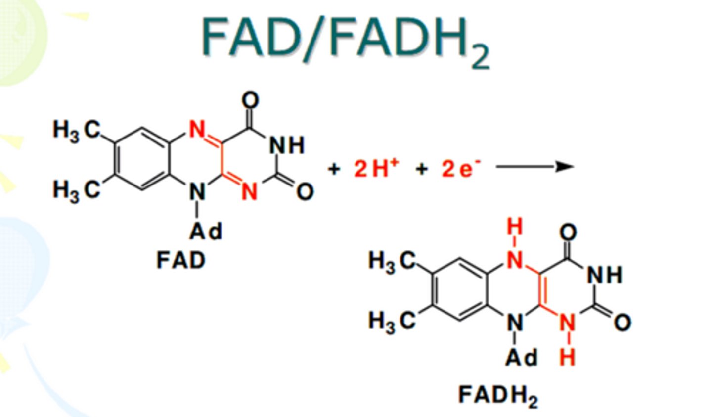 <p>A molecule that stores energy for harvest by the electron transport chain.</p>