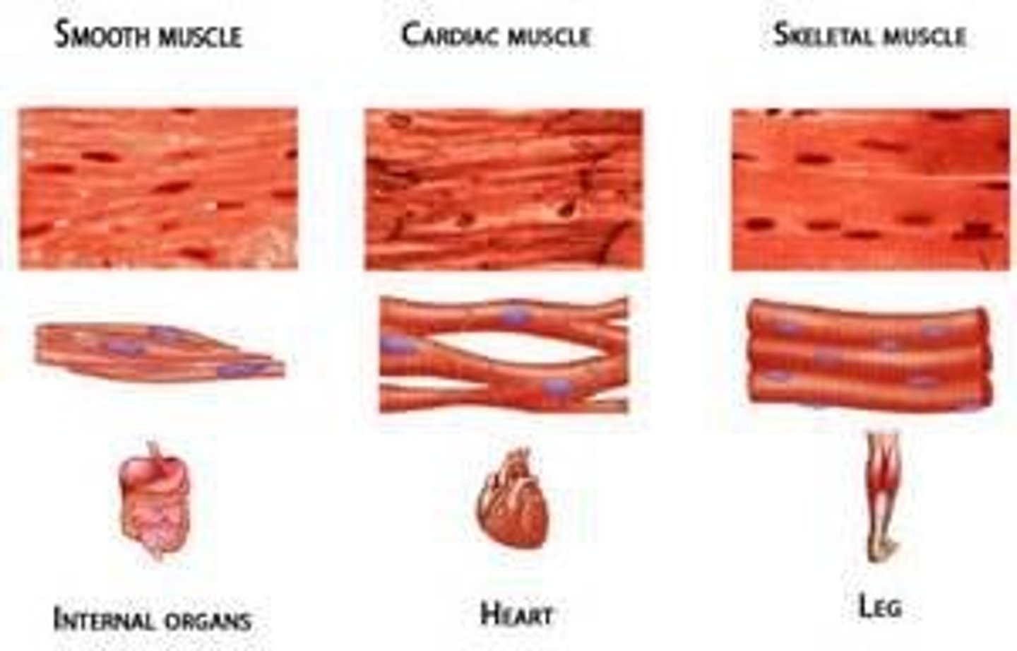 <p>- involuntary contractions</p><p>- non striated</p><p>- found In walls of organs, blood vessels, and the eye</p>