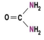 <ul><li><p>synthesized from NH3 by vertebrate liver</p></li><li><p>less toxic than NH3</p></li><li><p>requires less H2O to excrete than NH3</p></li><li><p>require energy to synthesize</p></li><li><p>is a metabolic waste excreted by mammals, adult amphibians, sharks, and some marine fish</p></li></ul><p></p>