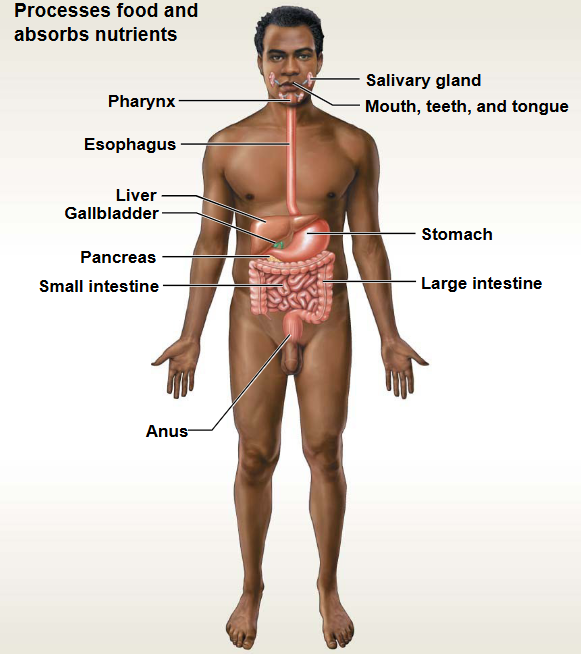 <p>This system contains: Stomach, Intestines, Liver</p><ul><li><p>Functions: Breakdown &amp; absorption of nutrients</p></li></ul><p></p>