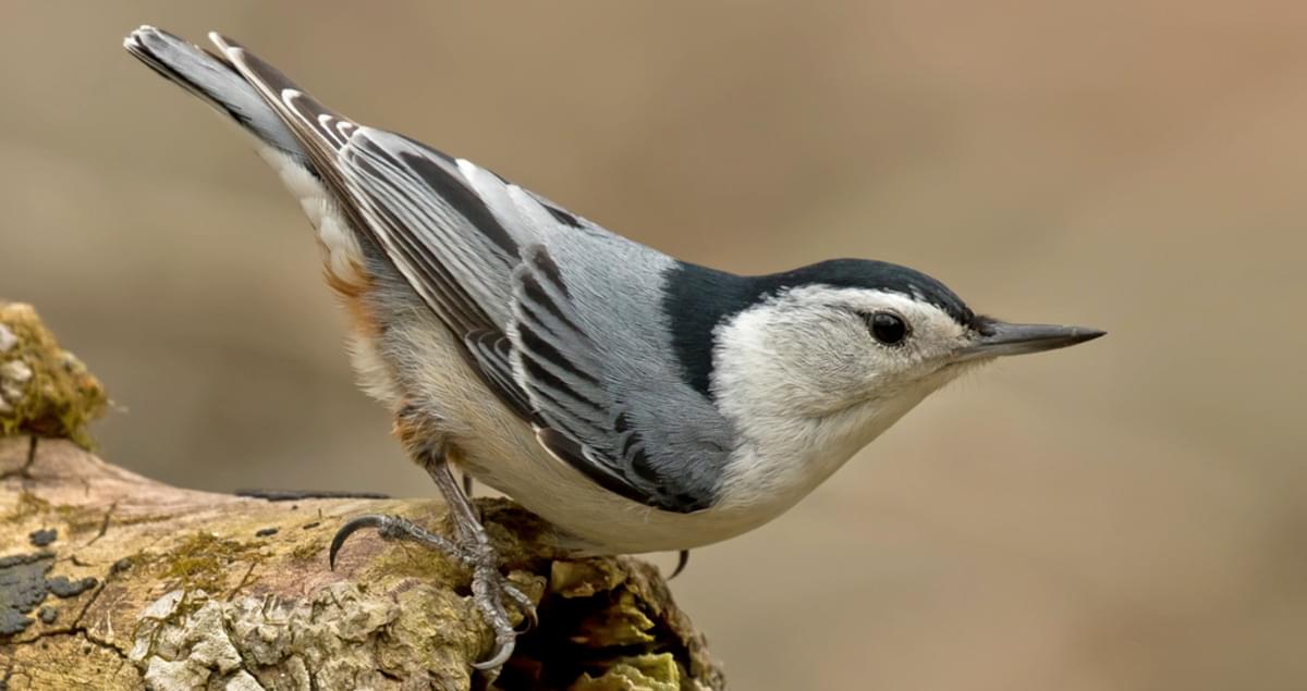 <p>Sittidae </p>
