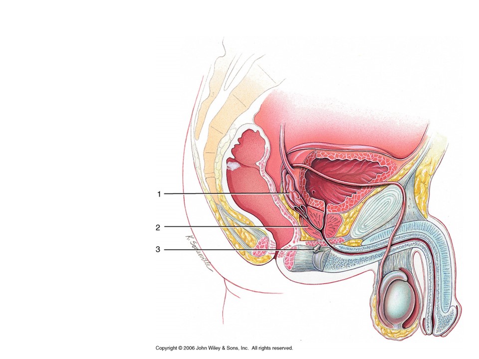 <p>Where is 60% of semen that will irritate female reproductive tract produced?</p>