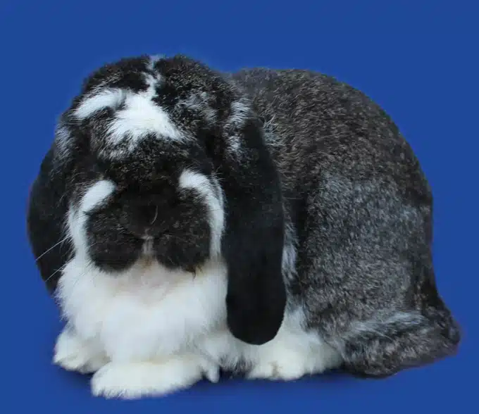 <p>What Breed Am I?</p>