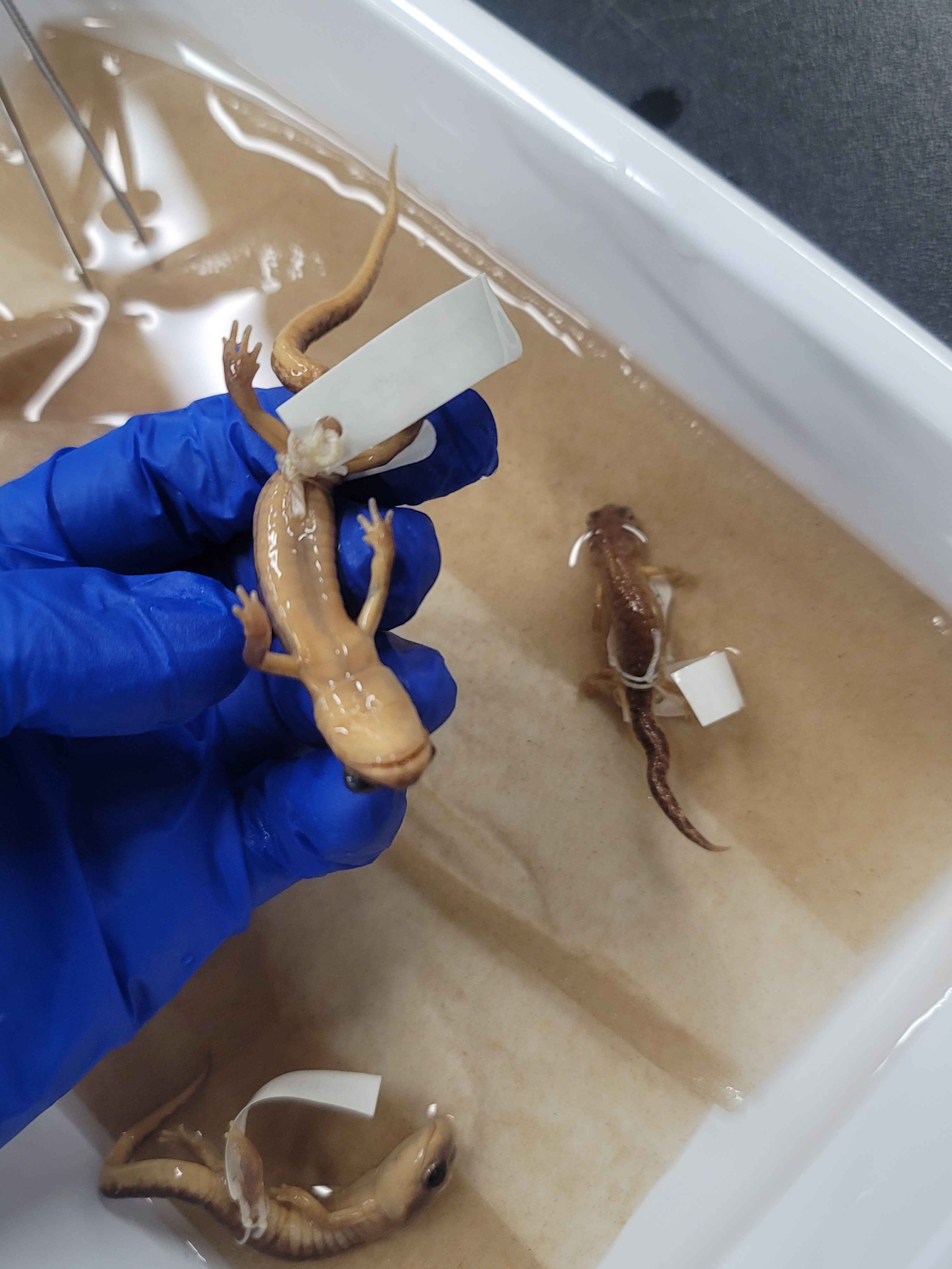 <p>Ensatina eschscholtzii eschscholtzii  (Monterey Ensatina)</p>