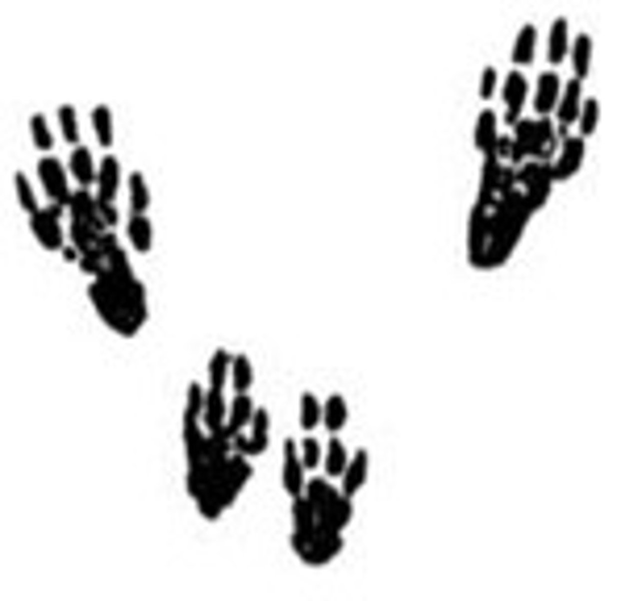 <p>1 1/2" front foot, 2 1/4" back foot</p>