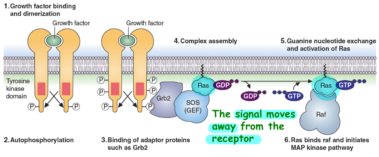 <p>plasma membrane receptor example</p><ul><li><p>RTK is activated upon ligand binding and phosphorylates itself on a certain tyrosine residue(autophosporylation)</p><ul><li><p>and/or to phosphorylate other associate proteins</p></li></ul></li><li><p>this phosphorylation of these amino acid residues turns them into binding sites for other proteins which in turn transduce the signal into the cell</p></li></ul><p>MAP kinase example of this- kinase cascade</p><ul><li><p>binding event activates proteins in these complexes which often have enzymatic activities</p></li><li><p>Raf—&gt; kinase which is activated by Ras</p></li><li><p>Ras—&gt; signal transducer protein</p></li><li><p>signal moves away from receptor into the cell</p></li><li><p>may be multiple signal transducer proteins—&gt; keep phosphorylating each other down the line til reach intracellular target</p></li><li><p>persistent MAPK signaling causes unregulated cell proliferation</p></li></ul><p></p>