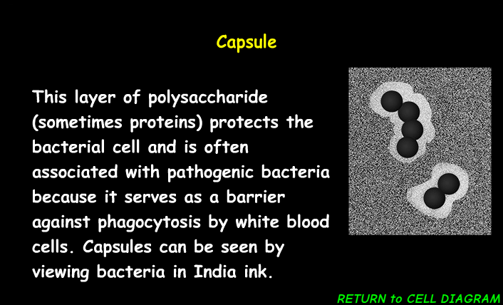 <p><span><span>The capsule in a prokaryotic cell </span></span><mark data-color="unset" style="background-color: unset; color: inherit;">provides protection, aids in adhesion, and helps it survive in its environment</mark></p>