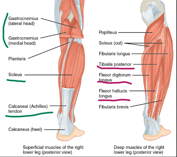 <p>pindmine kiht:&nbsp;</p><p><em>m. triceps surae</em></p><p><em>m. gastrocnemius</em></p><p><em>m. soleus</em></p><p><em>(+ tendo calcaneus = achilleus)</em></p><p>süvakiht: </p><p><em>m. tibialis posterior</em></p><p><em>m. flexor digitorium longus</em></p><p><em>m. flexor hallucis longus</em></p><p></p>