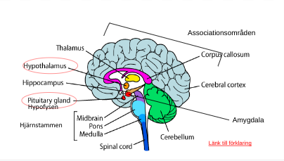<p><span>Nervsystemet integreras med det endokrina systemet via Hypotalamus (nervcellskärna???) och hypofysen.&nbsp;</span></p><p><span>Hypofysen är den överordnade körteln som kontrollerar de andra körtlarna i det endokrina systemet.</span></p><p><br></p><p><span>Reglerar grundläggande autonoma fysiologiska mekanismer och tillstånd som hunger, törst, kroppstemperatur, stress (HPA axeln).&nbsp;</span></p>