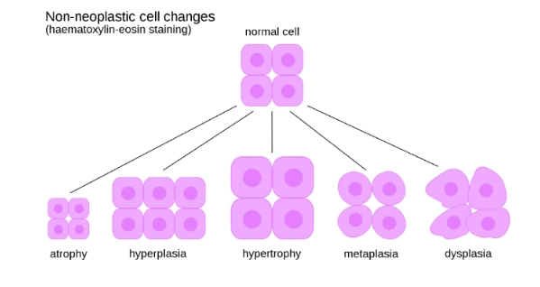 <p>Cellular adaptation</p>