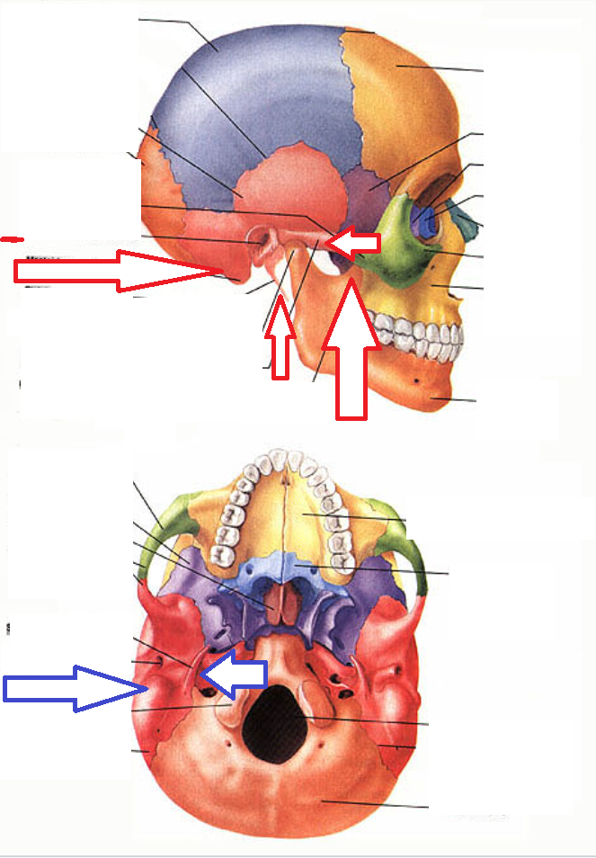 <p>an outgrowth from a large structure, often the point of connection for joints or muscles</p>