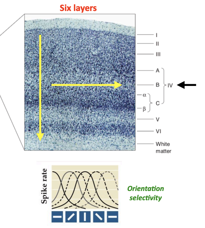 <ul><li><p>There is a systematic, orderly mapping of orientation selectivity and receptive field position across V1</p></li><li><p>Within each column of V1, each neuron has similar response properties </p></li><li><p>Across columns, neurons exhibit an orderly progression of response properties</p></li></ul><p></p>