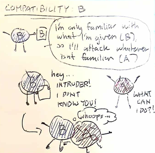 <p><strong>OPTIONAL TO STUDY</strong><br><br>B has the B label, meaning that it only knows that B is good to go. If it senses anything that isnt B, it will trigger and send in antibodies to attack it <br><br>(but this doesnt apply when blood type B is donated, only when blood type B receives other blood types)</p>
