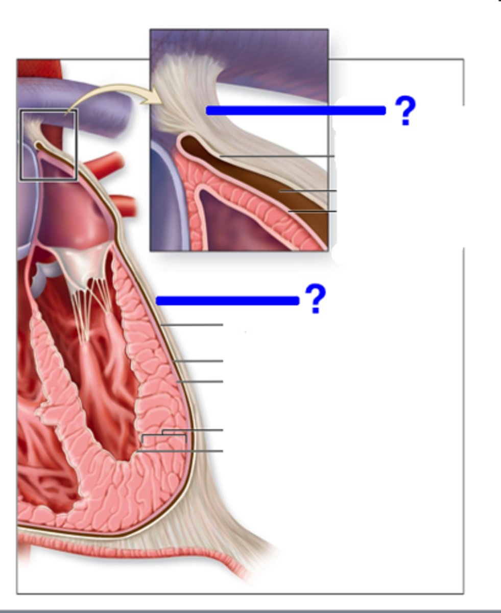 <p>tough, white fibrous connective tissue that is the outer layer of the pericardium</p>