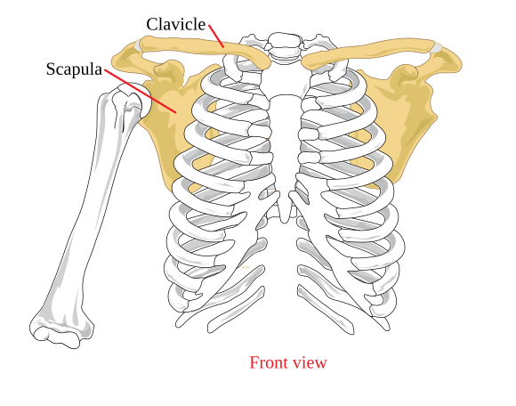 <p>4 bones! </p><ul><li><p>2 clavicles (collarbones) </p></li><li><p>2 scapulas (shoulder bones) </p></li></ul><p></p>