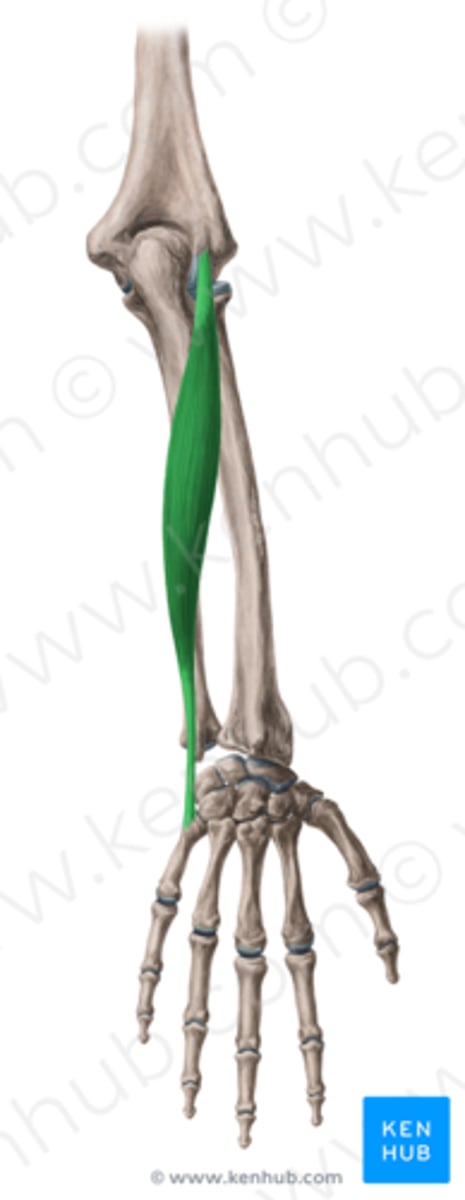 <p>Welke spier is dit?</p>