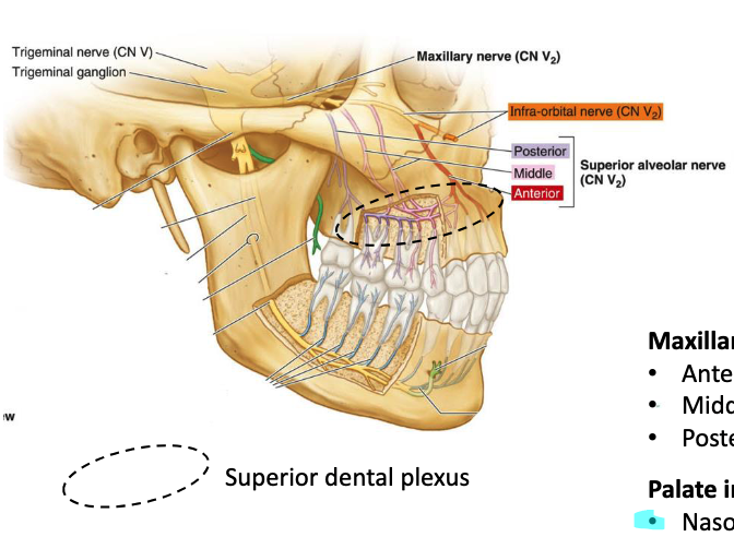 <p>posterior middle and anterior superior alveolar nerve (CN V2)</p>